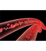 活體微循環(huán)血流成像服務LS BFI Service