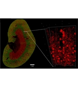 活體微循環(huán)血管三維成像服務V3D Service